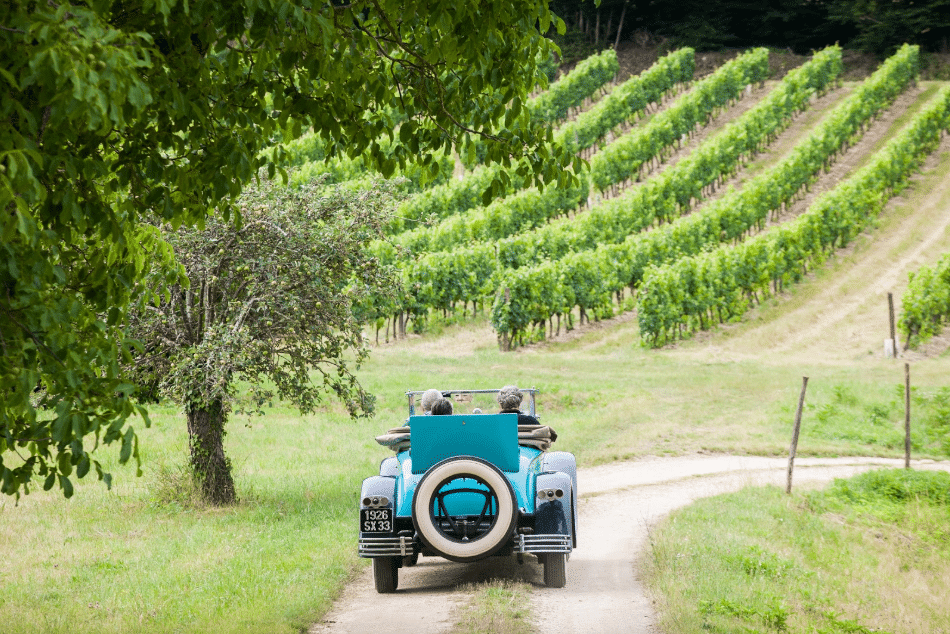 emilion vines bordeaux wine