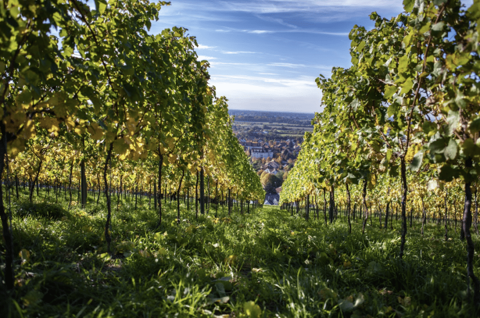 Hessian mountain road wine and stone german wines