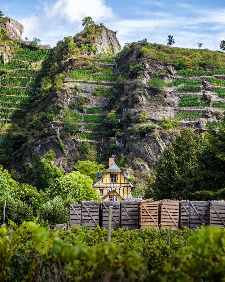 Wines of Germany