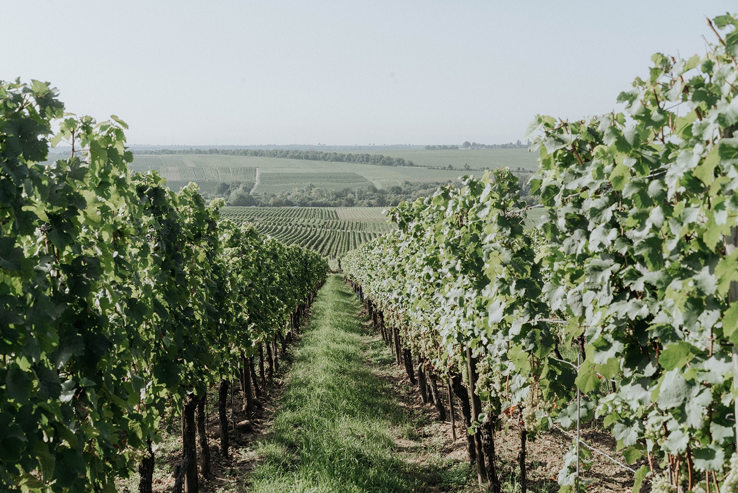 The green revolution in wine-making: how European winegrowers are putting sustainability first