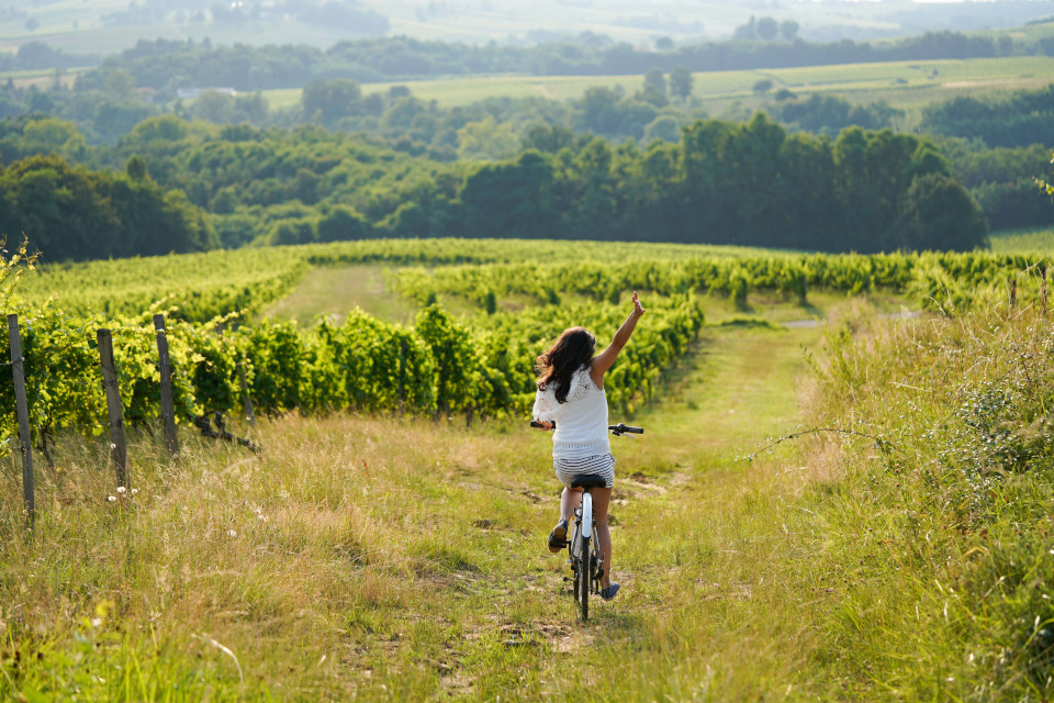 Explore Bordeaux Vineyards